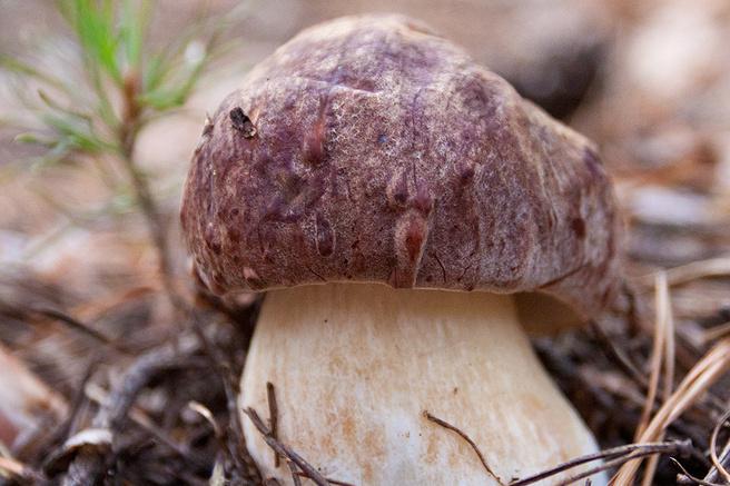 Хотите собирать боровики? Поезжайте в хвойный лес! [Источник: mycology.su]