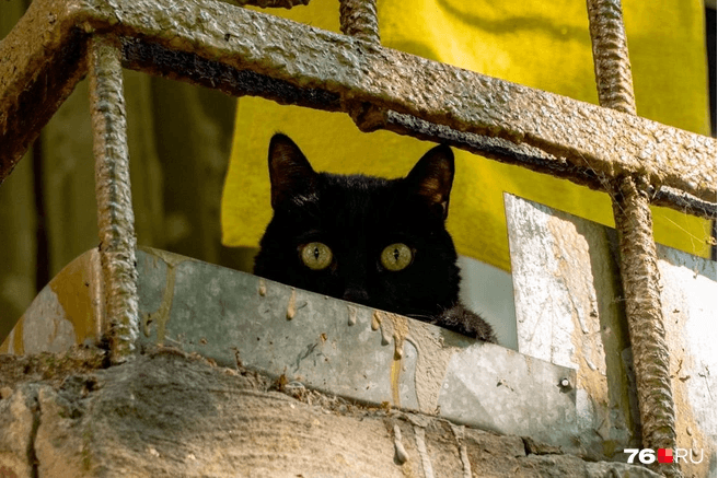 Видимо фотографы редко появляются во дворе этого котика. Отсюда такое удивление