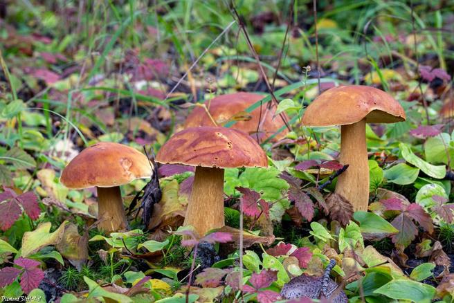 Настоящий белый гриб более светлый [Источник: mycology.su]